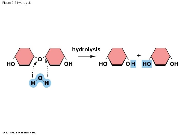 Figure 3 -3 Hydrolysis hydrolysis © 2014 Pearson Education, Inc. 
