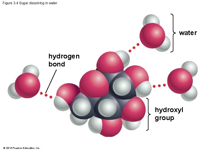 Figure 3 -4 Sugar dissolving in water hydrogen bond hydroxyl group © 2014 Pearson