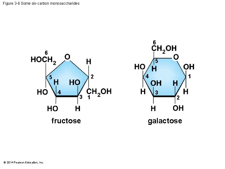 Figure 3 -6 Some six-carbon monosaccharides 6 6 5 2 5 4 3 1