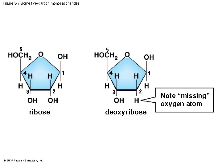 Figure 3 -7 Some five-carbon monosaccharides 5 5 4 1 3 ribose © 2014