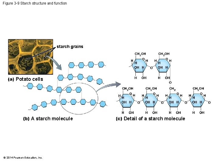 Figure 3 -9 Starch structure and function starch grains Potato cells A starch molecule