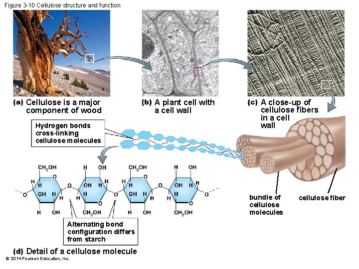 Figure 3 -10 Cellulose structure and function Cellulose is a major component of wood