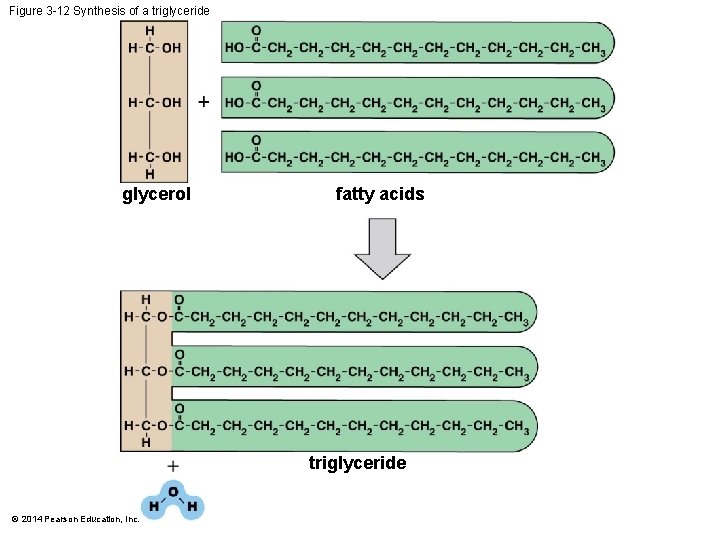 Figure 3 -12 Synthesis of a triglyceride glycerol fatty acids triglyceride © 2014 Pearson