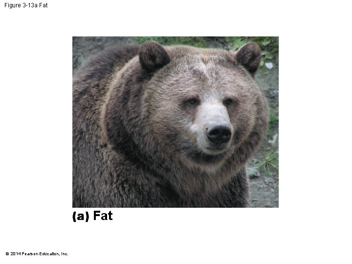 Figure 3 -13 a Fat © 2014 Pearson Education, Inc. 