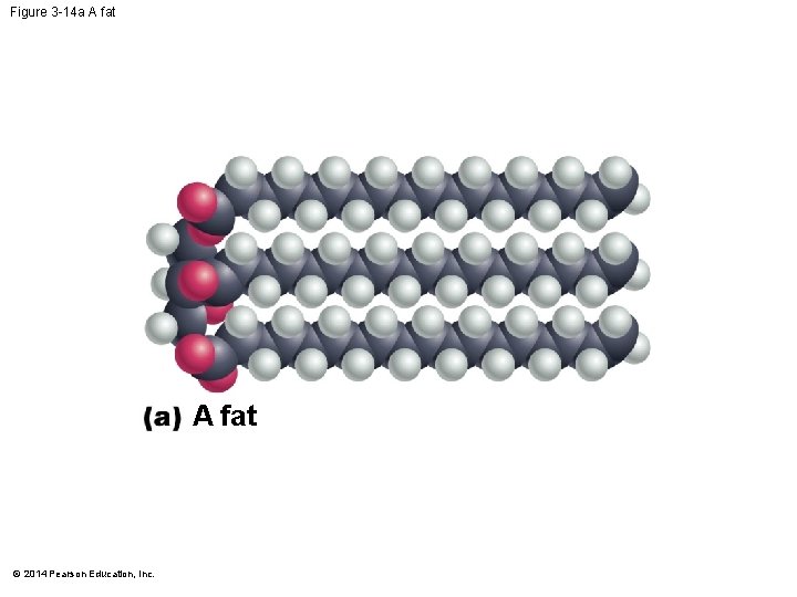 Figure 3 -14 a A fat © 2014 Pearson Education, Inc. 