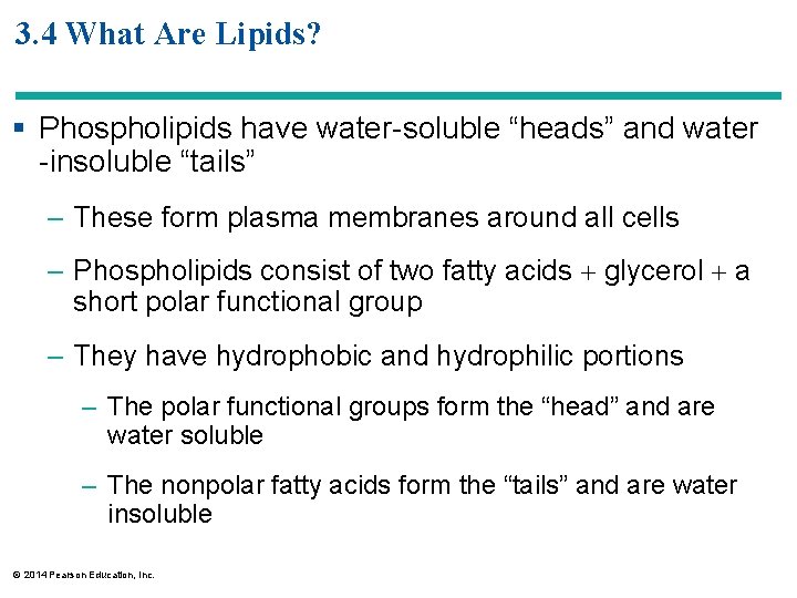 3. 4 What Are Lipids? § Phospholipids have water-soluble “heads” and water -insoluble “tails”