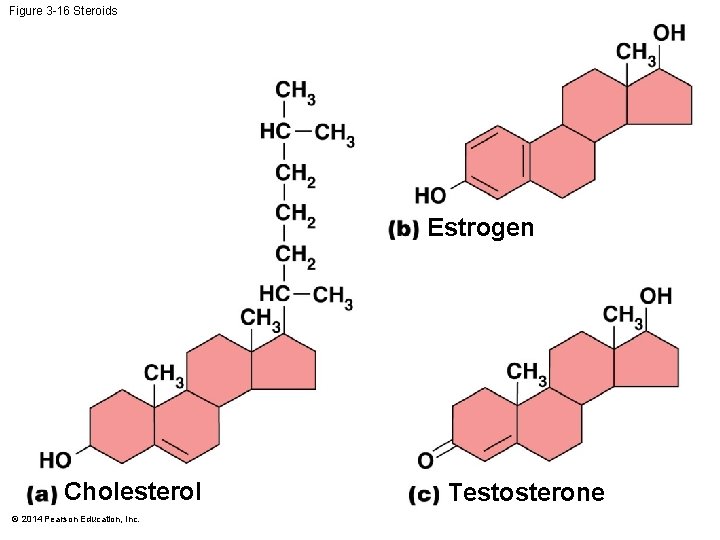 Figure 3 -16 Steroids Estrogen Cholesterol © 2014 Pearson Education, Inc. Testosterone 