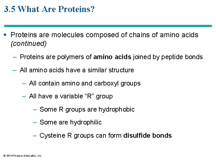 3. 5 What Are Proteins? § Proteins are molecules composed of chains of amino