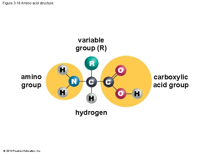 Figure 3 -18 Amino acid structure variable group (R) amino group carboxylic acid group