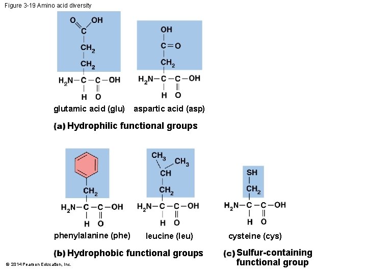 Figure 3 -19 Amino acid diversity glutamic acid (glu) aspartic acid (asp) Hydrophilic functional