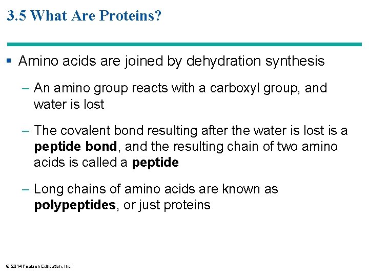 3. 5 What Are Proteins? § Amino acids are joined by dehydration synthesis –