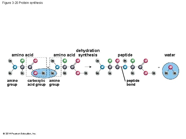 Figure 3 -20 Protein synthesis amino acid amino group dehydration amino acid synthesis carboxylic