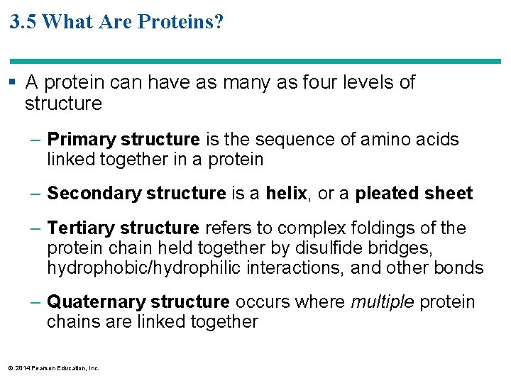 3. 5 What Are Proteins? § A protein can have as many as four