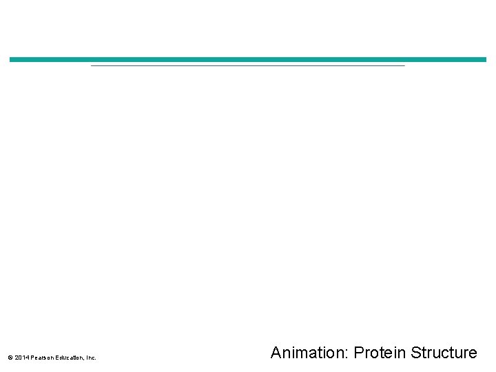 © 2014 Pearson Education, Inc. Animation: Protein Structure 