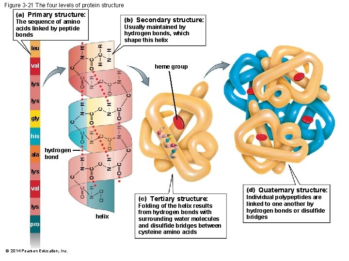 Figure 3 -21 The four levels of protein structure Primary structure: Secondary structure: The
