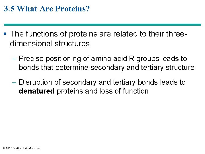 3. 5 What Are Proteins? § The functions of proteins are related to their