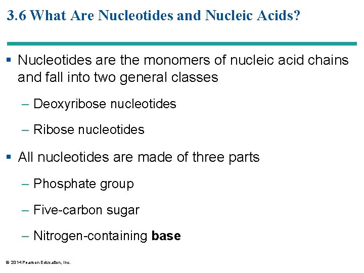 3. 6 What Are Nucleotides and Nucleic Acids? § Nucleotides are the monomers of