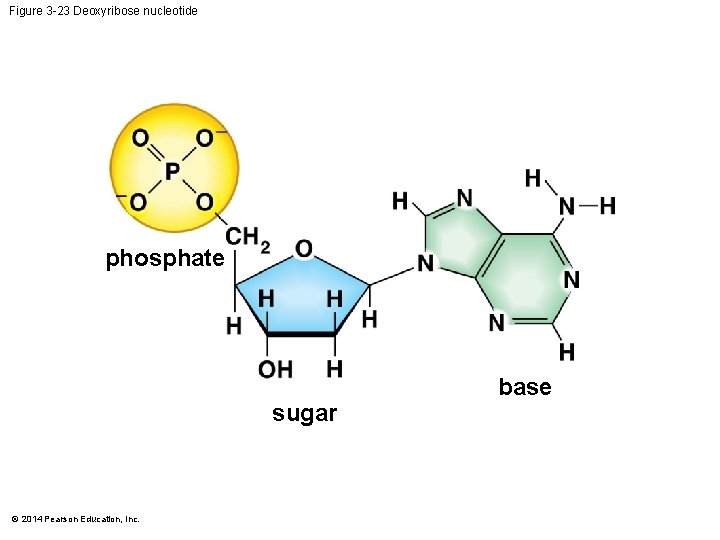 Figure 3 -23 Deoxyribose nucleotide phosphate sugar © 2014 Pearson Education, Inc. base 