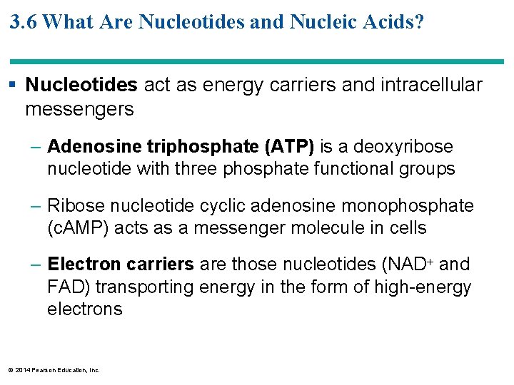 3. 6 What Are Nucleotides and Nucleic Acids? § Nucleotides act as energy carriers
