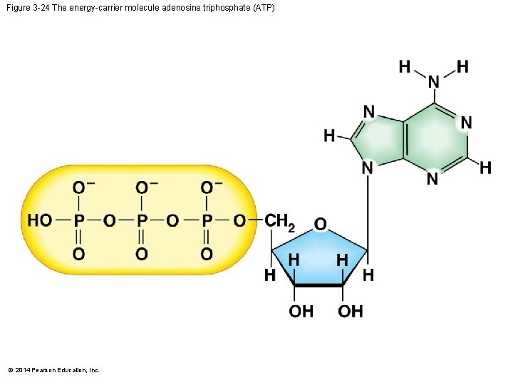Figure 3 -24 The energy-carrier molecule adenosine triphosphate (ATP) © 2014 Pearson Education, Inc.