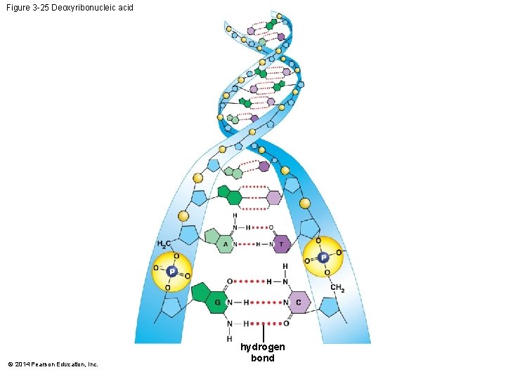 Figure 3 -25 Deoxyribonucleic acid © 2014 Pearson Education, Inc. hydrogen bond 