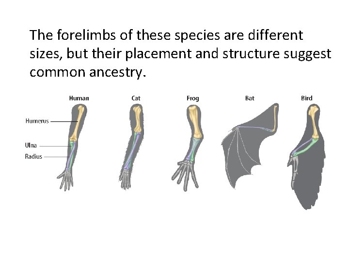 The forelimbs of these species are different sizes, but their placement and structure suggest