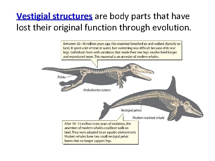 Vestigial structures are body parts that have lost their original function through evolution. 