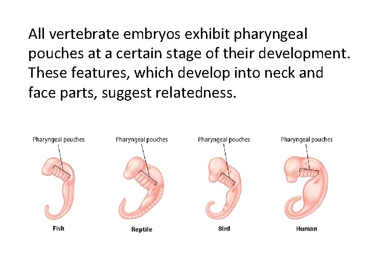All vertebrate embryos exhibit pharyngeal pouches at a certain stage of their development. These