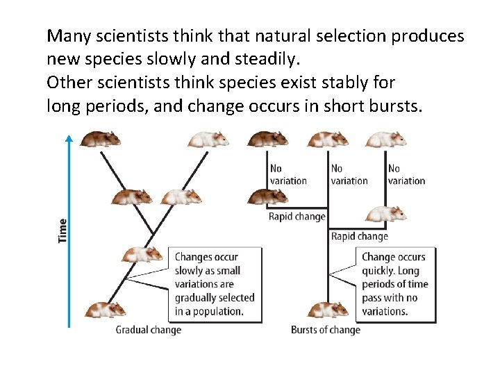 Many scientists think that natural selection produces new species slowly and steadily. Other scientists