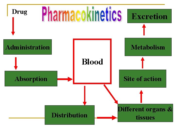 Drug Excretion Metabolism Administration Blood Absorption Site of action Distribution Different organs & tissues