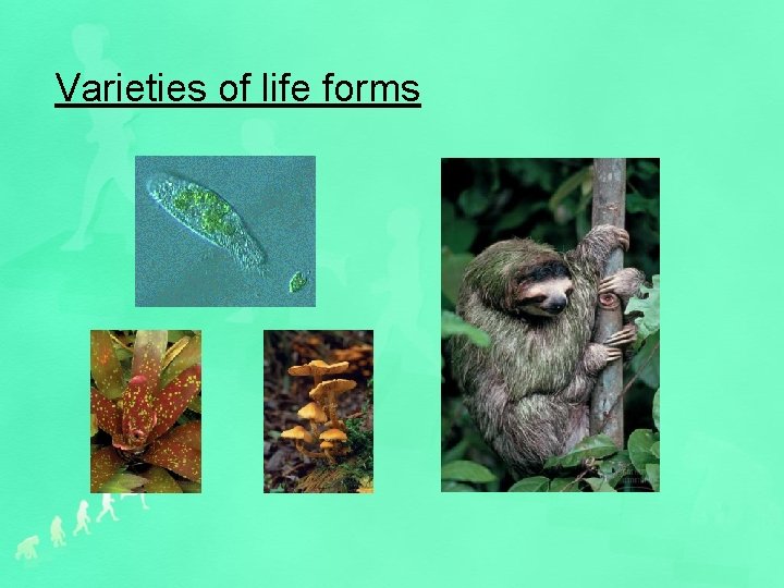 Varieties of life forms Figure 1. 4 C-F 