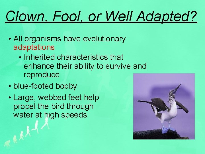 Clown, Fool, or Well Adapted? • All organisms have evolutionary adaptations • Inherited characteristics