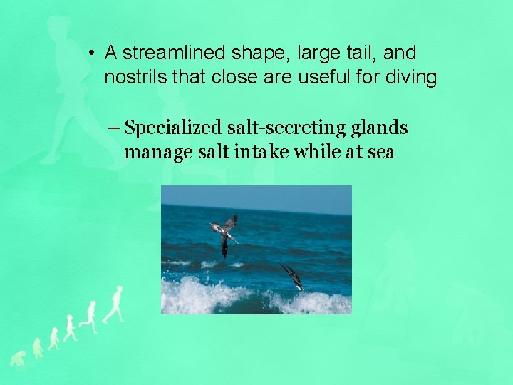  • A streamlined shape, large tail, and nostrils that close are useful for