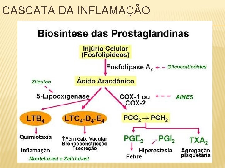 CASCATA DA INFLAMAÇÃO 