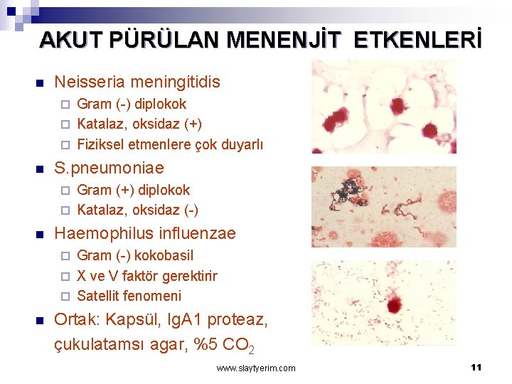 AKUT PÜRÜLAN MENENJİT ETKENLERİ n Neisseria meningitidis Gram (-) diplokok ¨ Katalaz, oksidaz (+)