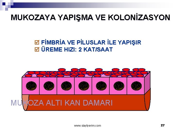 MUKOZAYA YAPIŞMA VE KOLONİZASYON þ FİMBRİA VE PİLUSLAR İLE YAPIŞIR þ ÜREME HIZI: 2