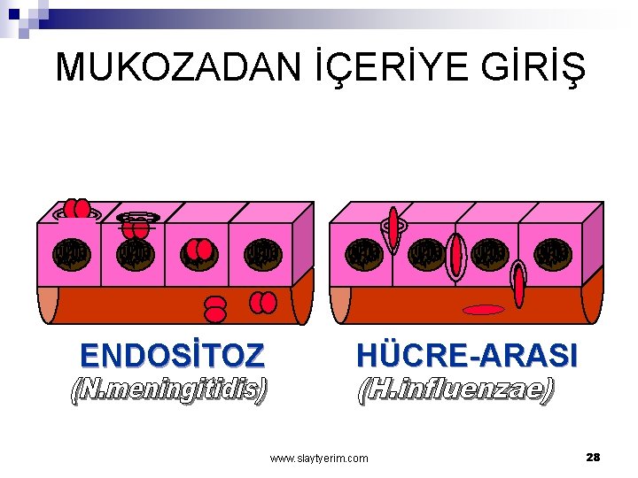 MUKOZADAN İÇERİYE GİRİŞ ENDOSİTOZ HÜCRE-ARASI www. slaytyerim. com 28 