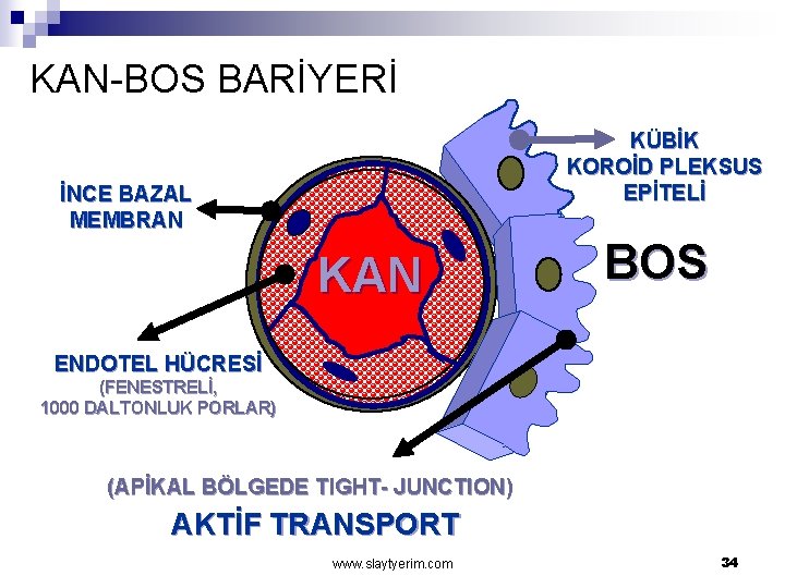 KAN-BOS BARİYERİ KÜBİK KOROİD PLEKSUS EPİTELİ İNCE BAZAL MEMBRAN KAN BOS ENDOTEL HÜCRESİ (FENESTRELİ,