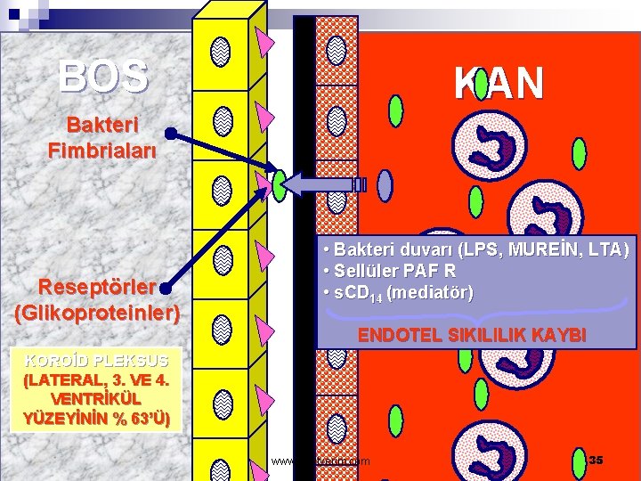 BOS KAN Bakteri Fimbriaları Reseptörler (Glikoproteinler) • Bakteri duvarı (LPS, MUREİN, LTA) • Sellüler