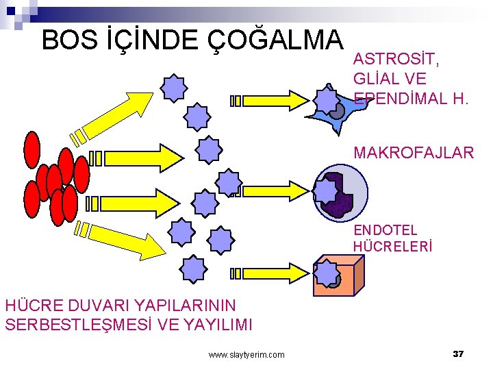 BOS İÇİNDE ÇOĞALMA ASTROSİT, GLİAL VE EPENDİMAL H. MAKROFAJLAR ENDOTEL HÜCRELERİ HÜCRE DUVARI YAPILARININ