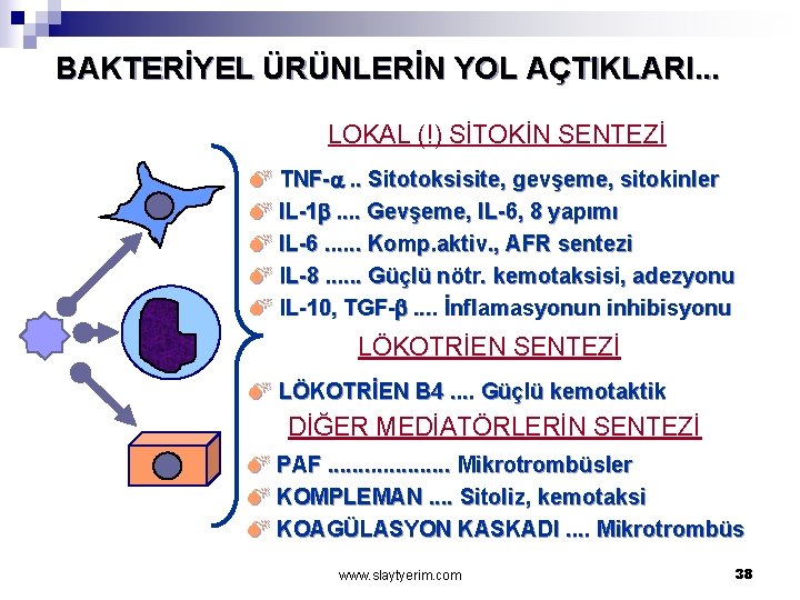 BAKTERİYEL ÜRÜNLERİN YOL AÇTIKLARI. . . LOKAL (!) SİTOKİN SENTEZİ M TNF-a. . Sitotoksisite,