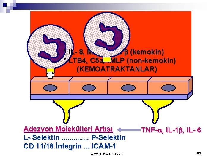 * IL- 8, MIP-1 a ve (kemokin) * LTB 4, C 5 a, f.