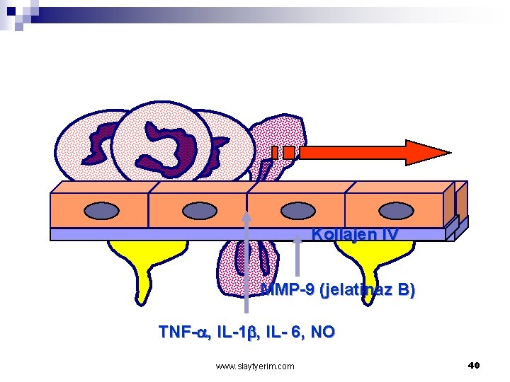 Kollajen IV MMP-9 (jelatinaz B) TNF-a, IL-1 , IL- 6, NO www. slaytyerim. com