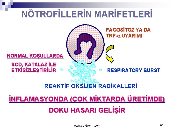 NÖTROFİLLERİN MARİFETLERİ FAGOSİTOZ YA DA TNF-a UYARIMI NORMAL KOŞULLARDA SOD, KATALAZ İLE ETKİSİZLEŞTİRİLİR RESPIRATORY