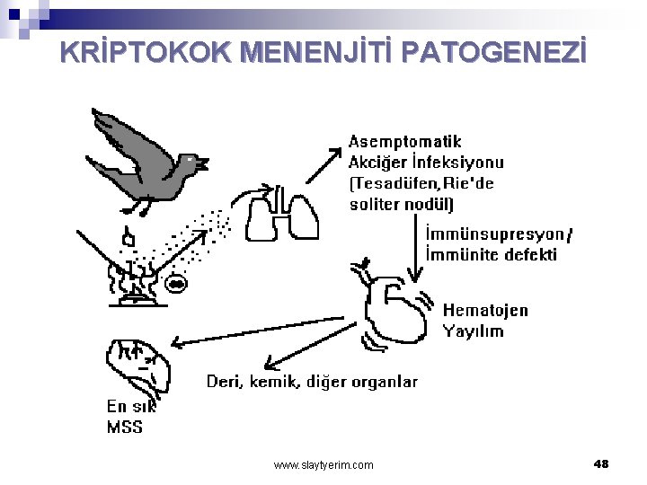 KRİPTOKOK MENENJİTİ PATOGENEZİ www. slaytyerim. com 48 