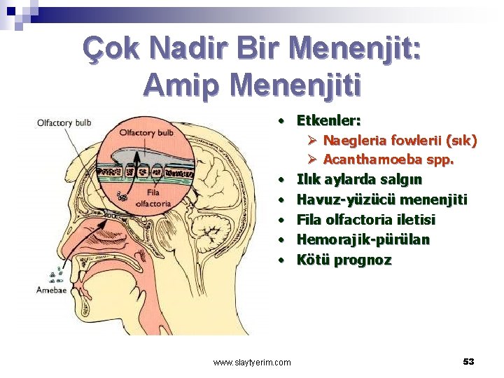 Çok Nadir Bir Menenjit: Amip Menenjiti • Etkenler: Ø Naegleria fowlerii (sık) Ø Acanthamoeba