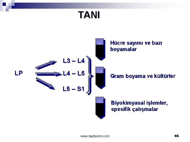 TANI Hücre sayımı ve bazı boyamalar L 3 – L 4 LP L 4