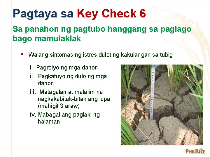 Pagtaya sa Key Check 6 Sa panahon ng pagtubo hanggang sa paglago bago mamulaklak