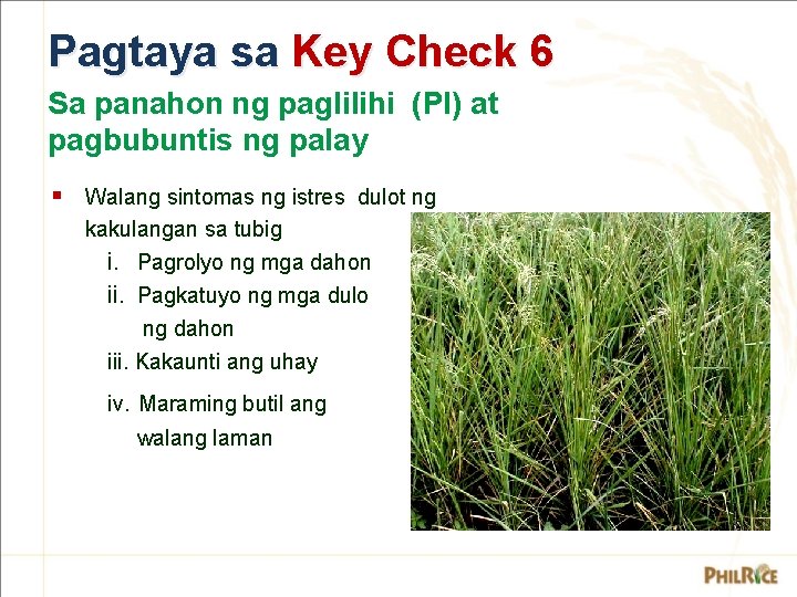 Pagtaya sa Key Check 6 Sa panahon ng paglilihi (PI) at pagbubuntis ng palay