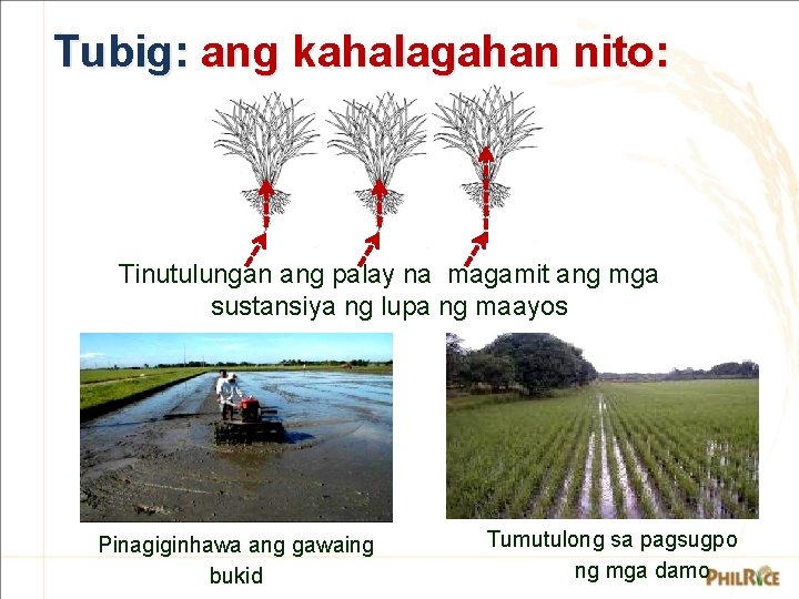 Tubig: ang kahalagahan nito: Tinutulungan ang palay na magamit ang mga sustansiya ng lupa